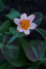 Fototapeta na wymiar The splendor and vibrant colors of a pink tulip; Tulip; closeup photography