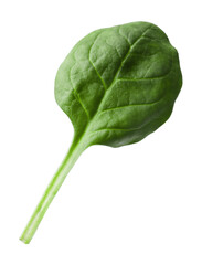 One fresh spinach leaf isolated on white