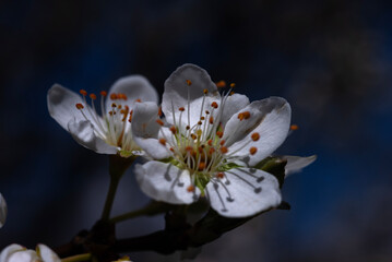 flower, blossom, spring, nature,