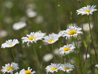 daisies in the field