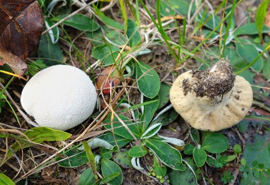 Edible small white puffball mushroom and and inedible brown mature