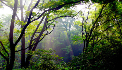 Primeval forest in Xiangshan National Forest Park on a spring morning.