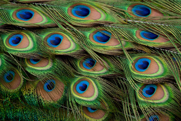 Fototapeta premium Peacock blue and green feather tail close up