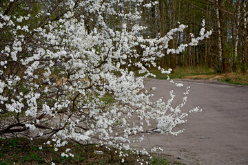 kwitnąca śliwa domowa mirabelka (Prunus domestica subsp. syriaca), Beautiful white flowers of a...