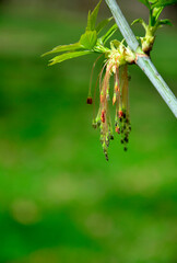 kwiaty męskie klonu w pęczkach na gałęzi, Klon jesionolistny, Acer negundo, Male flowers of Acer negundo, zielone, rozmyte tło, green blurry background
 - obrazy, fototapety, plakaty