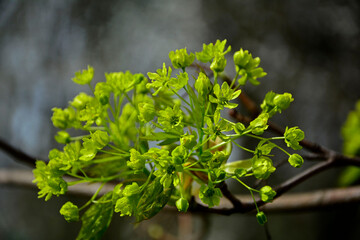 zielnoe kwiaty klonu pospolitego, Klon zwyczajny, klon pospolity, Acer platanoides, Close-up of a maple flower in bright sunlight., Maple flowers, blurred background