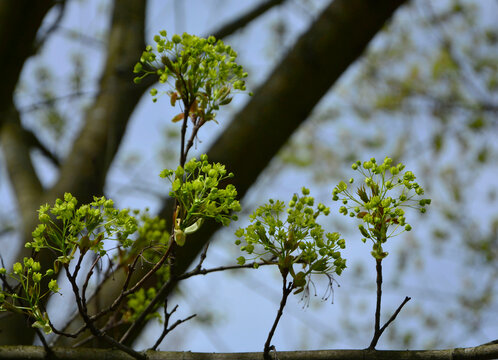 zielnoe kwiaty klonu pospolitego, Klon zwyczajny, klon pospolity, Acer platanoides, Close-up of a maple flower in bright sunlight., Maple flowers, blurred background