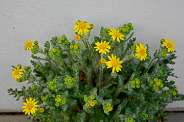 kwitnący starzec wiosenny, żółte kwiaty i owłosione liście starca, Senecio vernalis,Yellow flowers of Senecio Vernalis, Eastern groundsel, Spring groundsel
