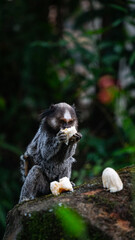 Macaco Sagui Banana Mata Atlântica Floresta Primata Pequeno Fauna Selvagem Alimentação Fruta Natureza Brasil Biodiversidade Arbóreo Árvore Folhagem Cipó Tropical Comportamento Animal Verde