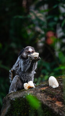 Macaco Sagui Banana Mata Atlântica Floresta Primata Pequeno Fauna Selvagem Alimentação Fruta Natureza Brasil Biodiversidade Arbóreo Árvore Folhagem Cipó Tropical Comportamento Animal Verde