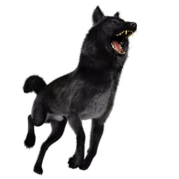 3D rendered black wolf illustration isolated on transparent background 