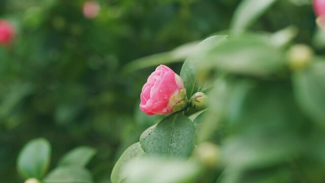 Camellia Flower Bud Blooms On An Evergreen Spring Shrub. Camellia Bush Flowering During Spring.