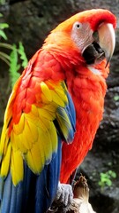 parrot macaw zoo bird tropical colorful red blue yellow