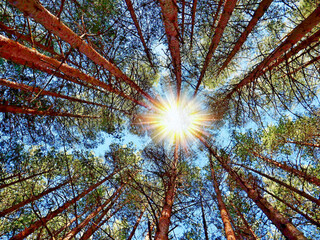sustainability carbon footprint pine forest sun glow rays ecology