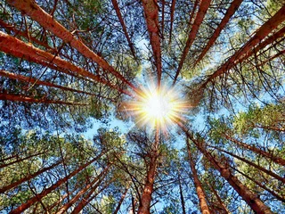 Foto op Canvas sustainability carbon footprint pine forest sun glow rays ecology © J. Francés