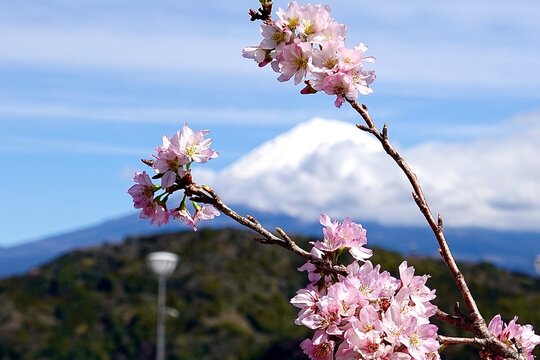 桜の間からのぞく富士山