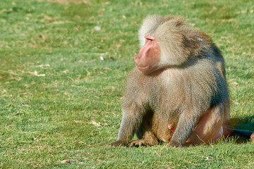 Primate animal Baboon full body sitting on the grass looking sideways. The scientific name is Papio hamadryas but it is also known as sacred baboon, papio, hamadryas baboon and Egyptian sacred baboon.