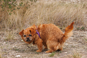 La perrita Nami cagando en la naturaleza mientras mira a cámara y se pone en tensión, España