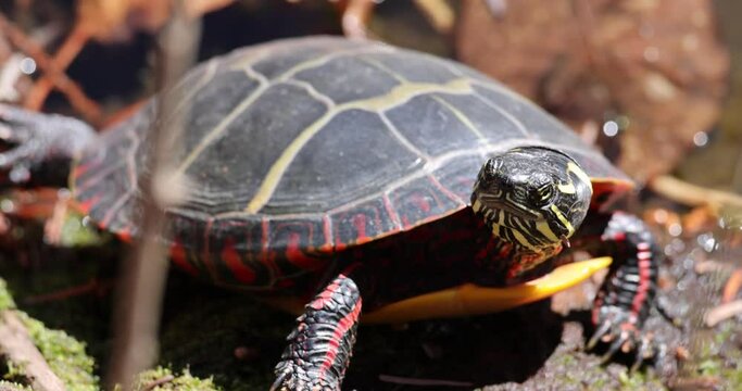 painted turtle warming on shore