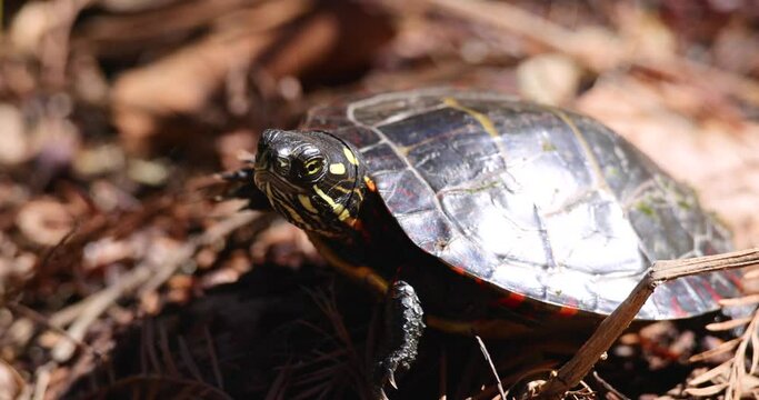 small painted turtle basking in sun
