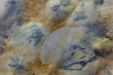Floating Elegance: Majestic Jellyfish of Holland's Inland Sea