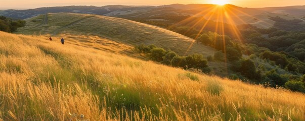 View of flowers and grass in the grassland forest at sunset. - obrazy, fototapety, plakaty