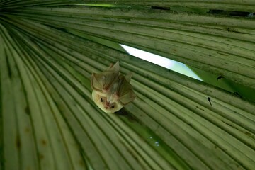 Northern ghost bat, Diclidurus albus, under a palm leaf - obrazy, fototapety, plakaty