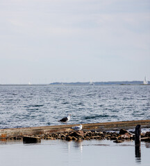 Fototapeta na wymiar Gentle Breezes and Relaxing Seagulls: A Cloudy Day by the Dutch Seaside