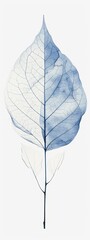 botanical leaf outline and silhouette print modern blue and white --ar 3:8 Job ID: d3b79b6e-a8b3-4f07-bcef-3b1d96a36a1a
