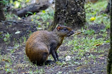 Central American agouti, Dasyprocta punctata, in a forest