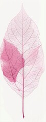 botanical print leaf outline and silhouette modern pink and white --ar 3:8 Job ID: f59a6d05-edf9-440e-b944-2401a872b4c8