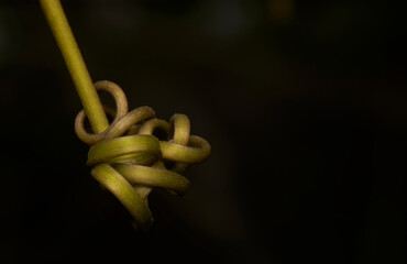 A twisted green stem with a knot in the middle