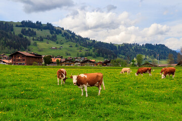 Herd of cows grazing on a green alpine meadow in the Swiss Alps, Switzerland - obrazy, fototapety, plakaty