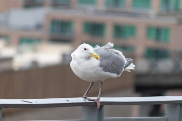 Majestic Seagull by the Seattle Shore.	
