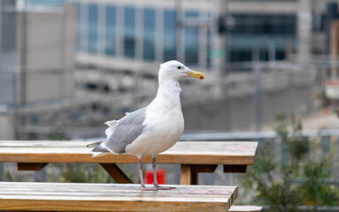 Majestic Seagull by the Seattle Shore.	