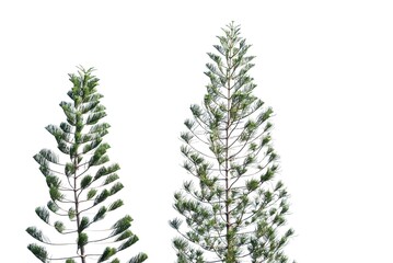 A pair of pine trees with leaves and twigs on white isolated background for green foliage backdrop 