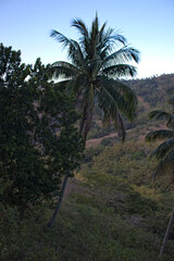 Fototapeta na wymiar Tall tropical coconut trees on hill with other trees 4
