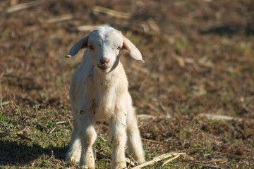 Obraz premium White cute domestic young goat kid livestock in dry grass field close up 2