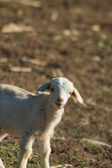 White cute domestic young goat kid livestock in dry grass field close up 5