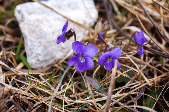 Viola odorata. Little violets in the grass. Blue spring flowers in the forest.