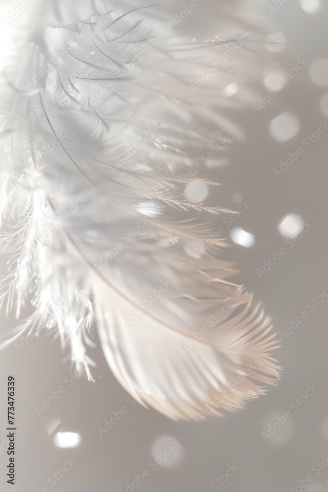 Poster close up of a single feather, perfect for design projects