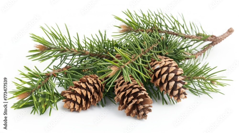 Poster a branch of pine with cones on a white background. perfect for winter and nature themes