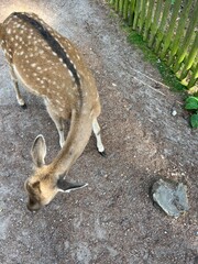 Cute deer in the park