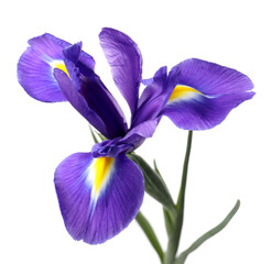 Naklejka premium Beautiful violet iris flower isolated on white