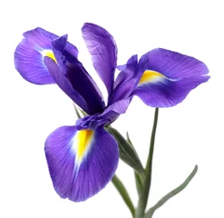 Stof per meter Beautiful violet iris flower isolated on white © New Africa