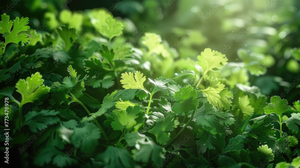 Poster close up of a bunch of green plants. suitable for botanical and nature concepts
