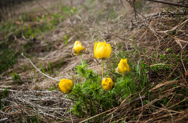 Yellow forest flowers Adonis vernalis, pheasant's eye on the spring meadow.