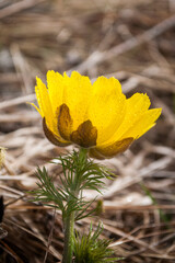 Yellow forest flowers Adonis vernalis, pheasant's eye on the spring meadow.