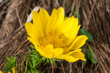 Yellow forest flowers Adonis vernalis, pheasant's eye on the spring meadow.