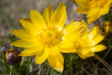 Yellow forest flowers Adonis vernalis, pheasant's eye on the spring meadow.